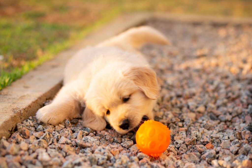 chiot golden retriever jouant avec une balle orange - supercroquettes